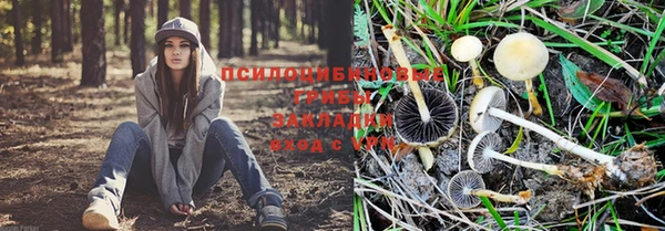 сатива Алексеевка